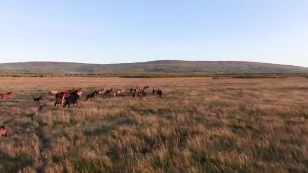 Vilda hästar springer. Hjord av hästar som springer på stäpperna i bakgrunden berget. Solnedgång. — Stockvideo