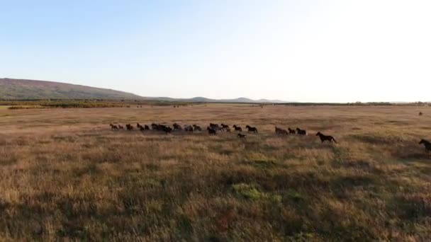 Vilda hästar springer. Hjord av hästar som springer på stäpperna i bakgrunden berget. Solnedgång. — Stockvideo