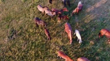 Koşan Vahşi Atlar. Arka plandaki bozkırlarda koşan at sürüsü. Gün batımı.