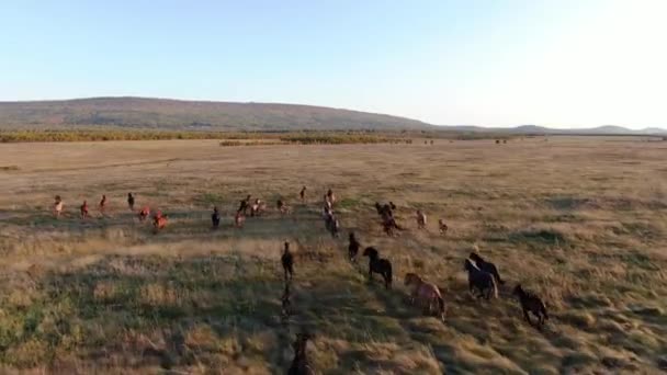 Wilde paarden op de vlucht. Herd paarden rennend op de steppen op de achtergrond berg. Zonsondergang. — Stockvideo
