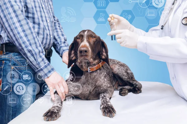 Testando Pesquisando Saúde Cão Medicina Veterinária — Fotografia de Stock