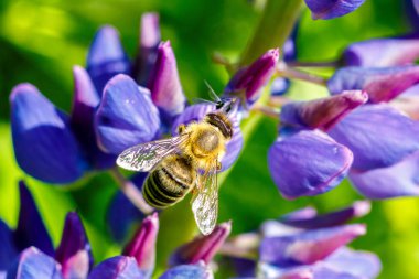Arı bir çiçek üzerinde oturuyor. Bal toplama kavramı.