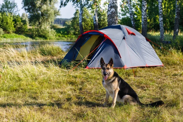 Doğa bir çadırın önünde bekçi köpeği oturur.