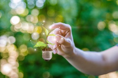 El filiz ampul içinde tıkladığında. Yeşil enerji kavramı.
