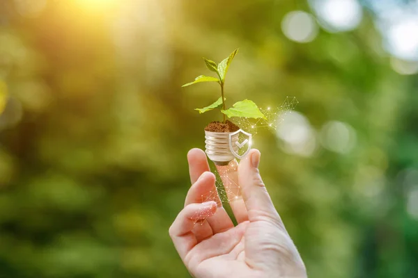 A hand putting a young plant sprout up with a small shield backside at the colorful fresh summer background.