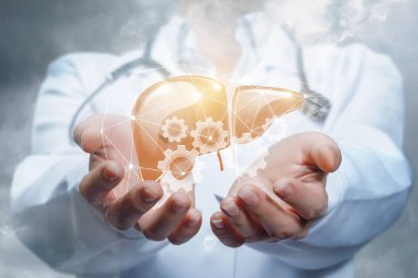 Bir doktor boynunda steteskop ile dijital karaciğer manken dişli sistemi içinde tutuyor. İşlem prensip çalışma karaciğer bir kavramdır.