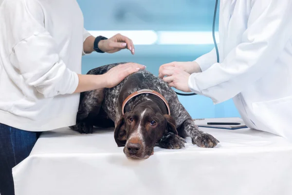 A pedigreed dog is laying on the treatment couch with its owner calming it down by one side and a vet doing some procedures by the other. The concept is the animal treatment service.