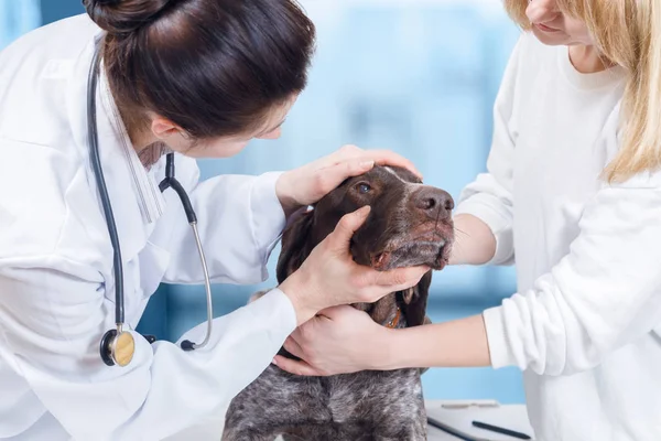 一名脖子上挂着听诊器的兽医正在检查一只狗的眼睛 主人站在狗的身边 在手术过程中小心地保持着它 这个概念是动物保健 — 图库照片