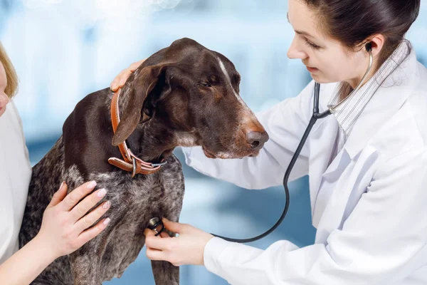 A vet is touching a dog\'s chest with her stethoscope from the right and dog\'s owner is calming it down form the other at the animal clinic background .