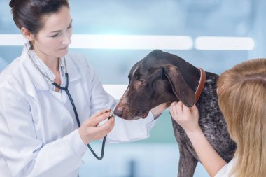 Bir veteriner köpek sağlık onun yaka tutmak ve bu sakin sahibi ile inceliyor. Hayvan tedavi hizmeti bir kavramdır.