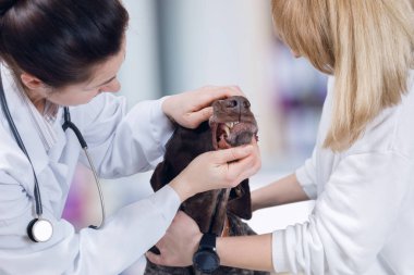 Bir stetoskop ile bir veteriner köpeğin Ağız açma ve diğer taraftan bir hayvan sakin bir sahibi ile dişlerini incelenmesi. Hayvan tedavi hizmeti bir kavramdır.