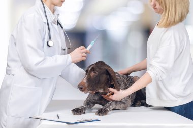 Veteriner sahibi dikkatle bir bitki tedavi salonda tutuyor ise soyu bir köpek için önleyici bir enjeksiyon yapmak olacak.