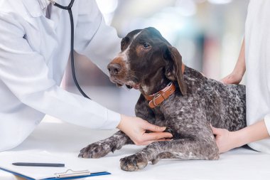 Bir veteriner atya köpeğin kalbi onun stetoskop ile kontrol ediyor ve köpek sahibi tutuyor. Hayvan tedavi bir kavramdır.