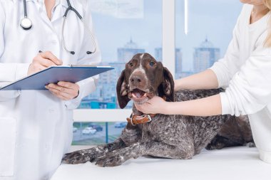 Bir veteriner sahibi diğer yanında tutuyor ise köpeğin tedavi ile ilgili bir reçete yazıyor. Hayvan tedavi hizmeti bir kavramdır.