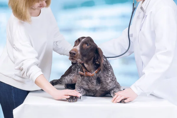 A vet is examining a pedigreed dog and an owner is standing by the dog's side and carefully holding it. The concept is the animal treatment service.