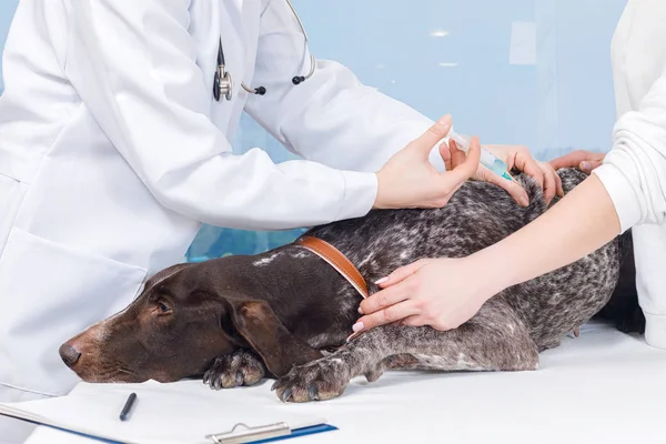 一名兽医正在给躺在检查沙发上的狗注射 目前有一名主人拿着它 这个概念是动物治疗 — 图库照片