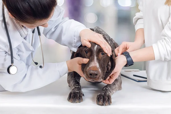 A vet is going to examine the dog's teeth and the owner is helping her holding its head at the animal clinic interior background. The concept is the animal treatment service.