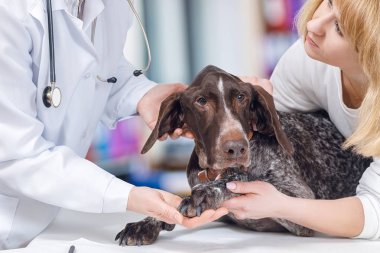 Bir veteriner dikkatle holding sahibi tutarken köpeğin kulak muayene kanepede incelemek için gidiyor. Hayvan tıbbi hizmet bir kavramdır.
