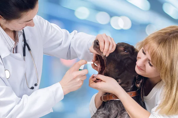 一名脖子上戴着听诊器的兽医正在用一些药治疗狗的口腔 而主人却抱着狗 概念是动物医疗服务 — 图库照片