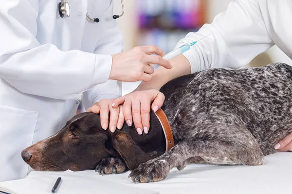 一只纯种的狗躺在检查沙发上 一个兽医正在检查预防性注射 而主人拿着它 概念是动物治疗服务 — 图库照片