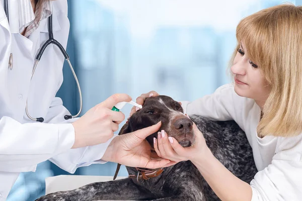 A pedigreed dog is laying on the examining couch while a vet is treating its ear with some medicine and an owner is holding its head. The concept is the animal treatment service.