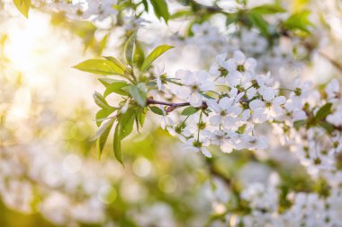 Bahar bahçesi ağaçlarının bir çiçek.