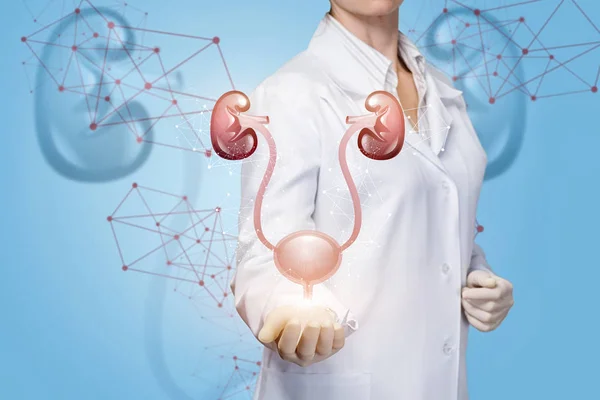 The doctor shows the kidneys and bladder . — Stock Photo, Image