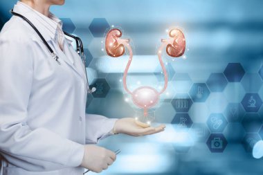Doktor idrar kesesi ve böbrek gösterir .