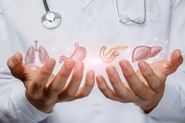 Das Konzept unterstützt die Gesundheit der inneren Organe . — Stockfoto