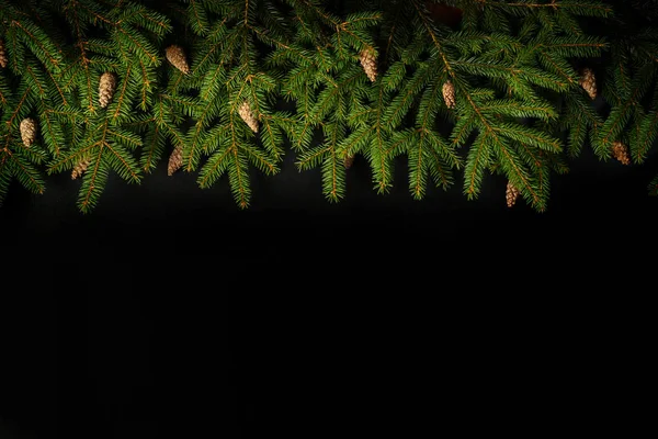 Ramo di albero di Natale su sfondo nero . — Foto Stock