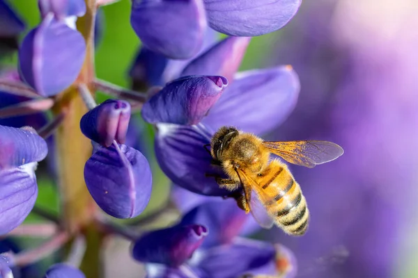 Uma Abelha Coleta Néctar Uma Flor Fundo Embaçado — Fotografia de Stock