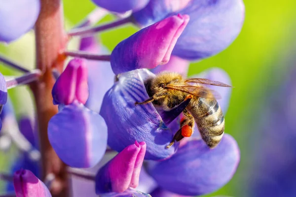 Uma Abelha Coleta Néctar Uma Flor Azul Fundo Embaçado — Fotografia de Stock