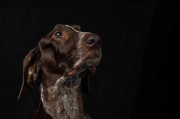 Retrato Cão Sobre Fundo Preto — Fotografia de Stock