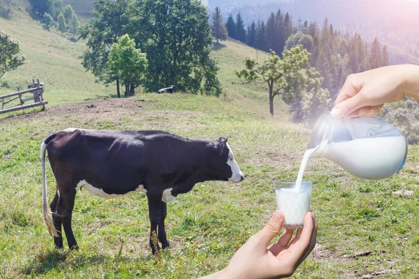 Milk is poured into a glass on the background of highlands of grazing cows.