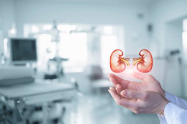 Klinikte insan böbreklerinin sanal bir modelini tutmak. Tıp uzmanları, modern bir klinikte insan böbreklerine 3 boyutlu bir bakış açısı sergiliyor..