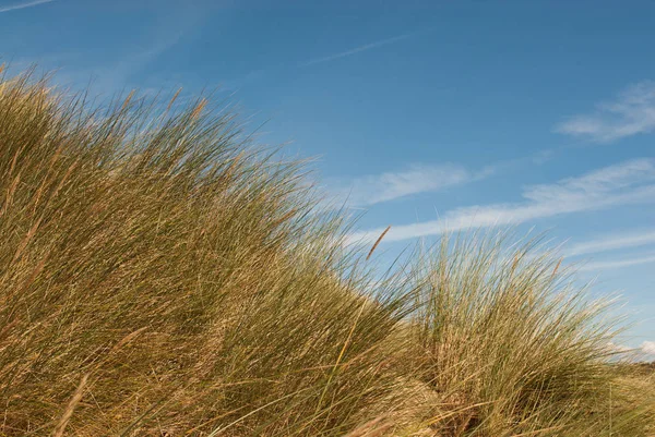 Meereslandschaft Bild Von Gras Das Auf Sanddünen Wächst Gegen Den — Stockfoto