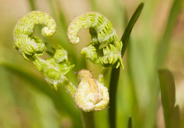 bir kalp şeklinde açılan eğrelti otu fronds defocused görüntü