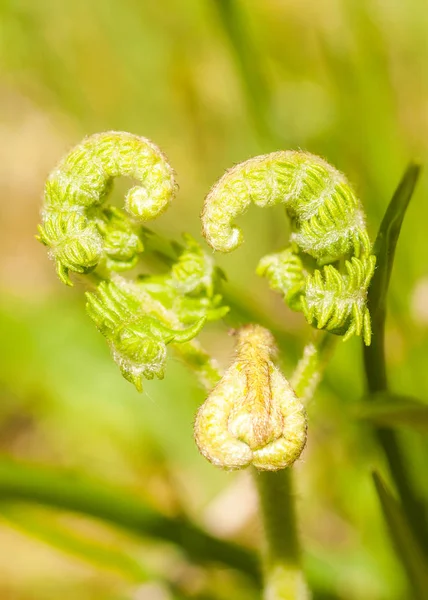 bir kalp şeklinde açılan eğrelti otu fronds defocused görüntü
