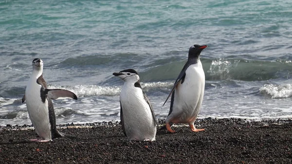 Antarktisz Wildlife Beach Sarki Tenger — Stock Fotó