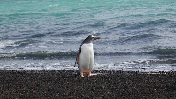 Antarktis Tierwelt Strand Polar Meer — Stockfoto