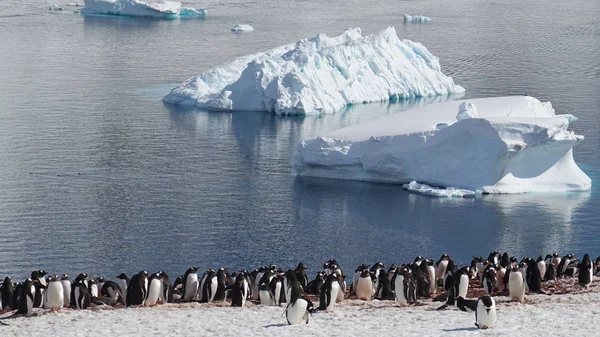 Antarctica Fauna Selvatica Spiaggia Polare Mare — Foto Stock