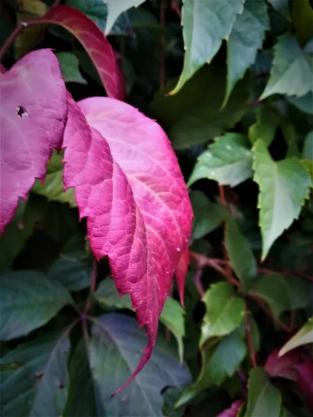 Kırmızı Yaprak Parlak Sonbahar 2019 — Stok fotoğraf