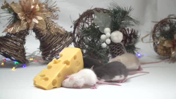 Ratten Fressen Einen Großen Hintergrund Von Weihnachtsdekoration Stück Käse Auf — Stockvideo