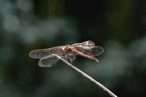 Dragonfly Ένα Κλαδί — Φωτογραφία Αρχείου