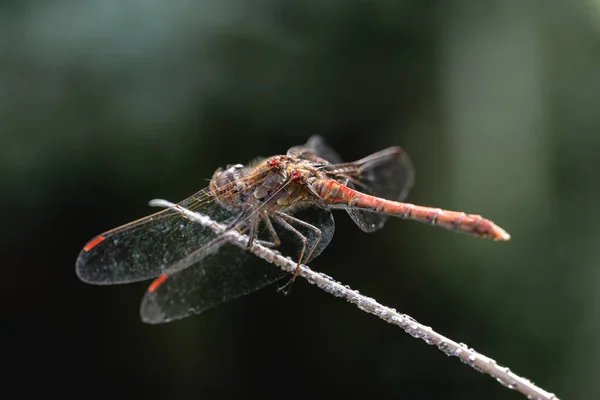 Dragonfly Ένα Κλαδί Από Την Πλευρά — Φωτογραφία Αρχείου