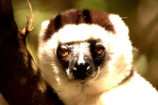 Lemure Parco Madagaskar Afrika — Stok Foto