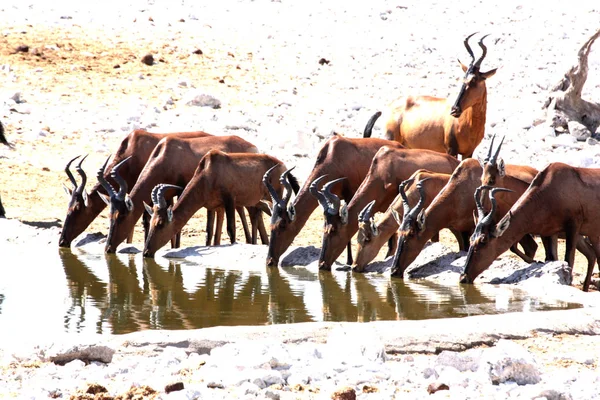 Antilopi Alla Pozza Acqua Namíbia África — Fotografia de Stock