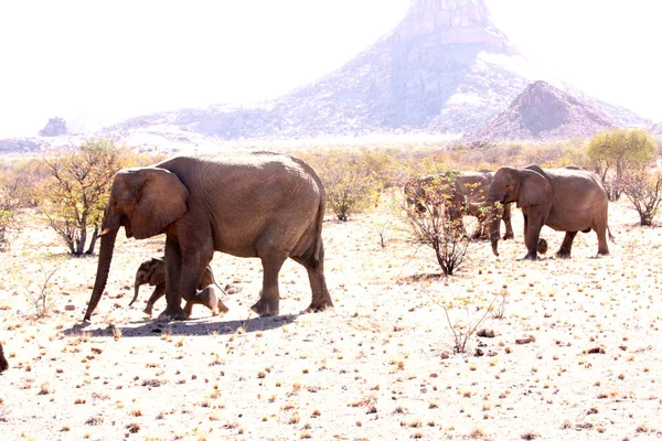 Elefanti Del Deserto Namíbia África — Fotografia de Stock