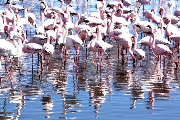 Fenicotteri Namibii Africe — Stock fotografie