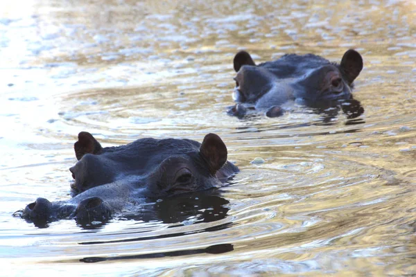 Ippotami Limpopo África — Fotografia de Stock